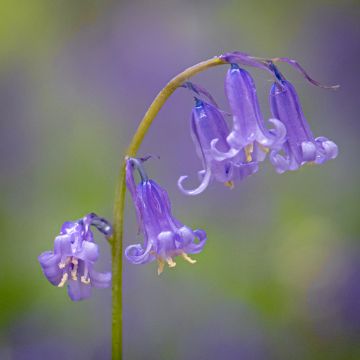 Jacinto-dos-campos - Hyacinthoides non-scripta