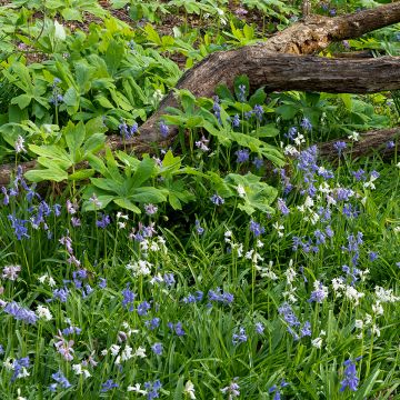 Hyacinthoides hispanica Mix em bolbo