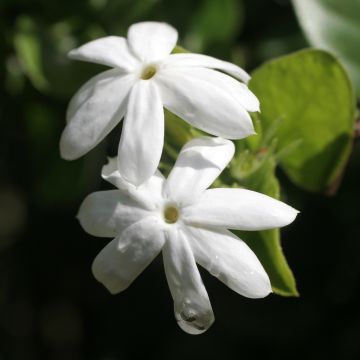 Jasminum officinale Affinis