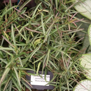 Trachelospermum jasminoides Waterwheel - Jasmim de leite