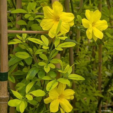 Jasminum mesnyi Goldtouch - Jasmim-primulina
