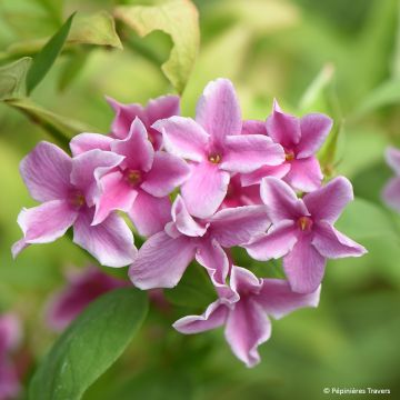 Jasminum stephanense Starry Summer Scent