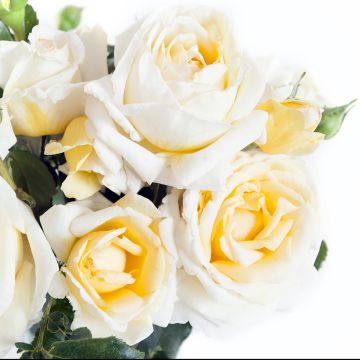 Roseira de flor grande Jeanne Coeur