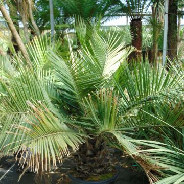 Jubaea chilensis