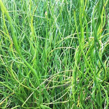 Juncus effusus Spiralis