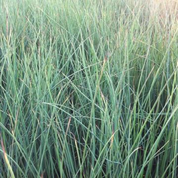 Juncus inflexus