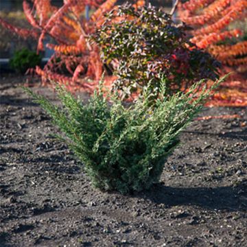Juniperus chinensis × sabina Blaauw