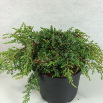 Juniperus communis Hornibrookii