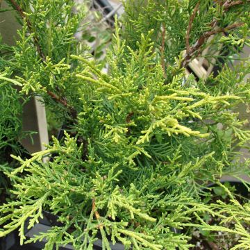 Juniperus × pfitzeriana Old Gold