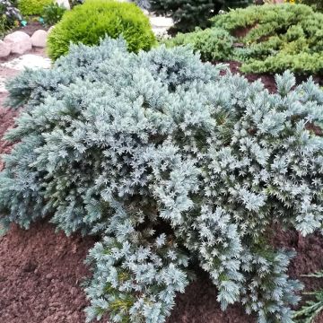 Juniperus squamata Blue Star Juniperus squamata Blue Star