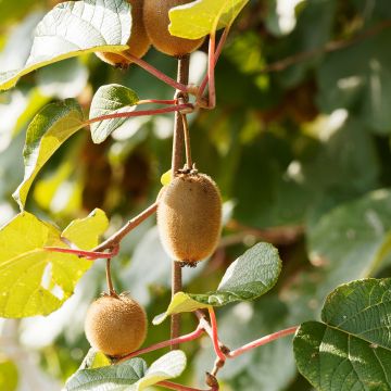 Kiwi Petite Homme fêmea - Actinidia deliciosa