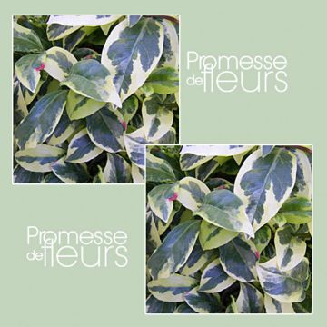 Kadsura japonica Fukurin