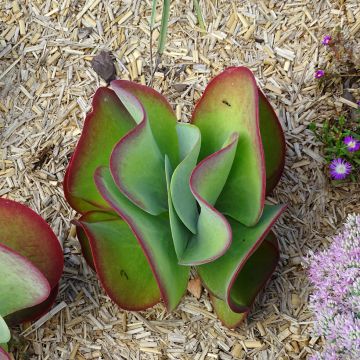 Kalanchoe thyrsiflora Bronze Sculpture
