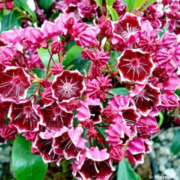 Kalmia latifolia Heart's Desire