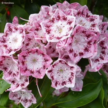 Kalmia latifolia Ideal
