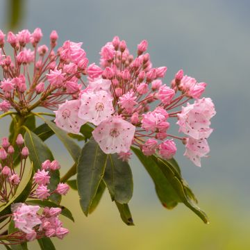 Kalmia latifolia Olympic Fire