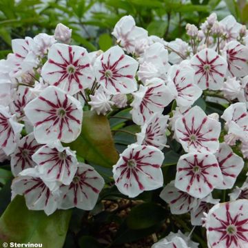 Kalmia latifolia Peppermint