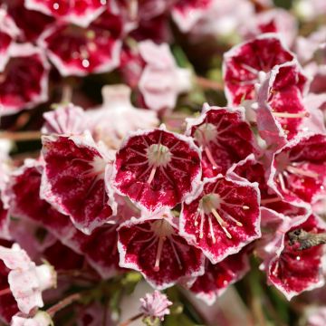 Kalmia latifolia Pinwheel