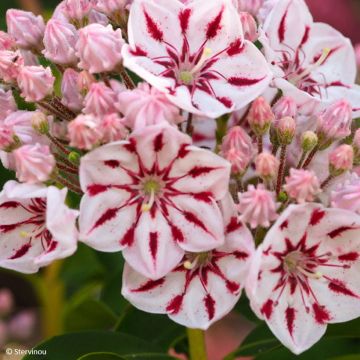 Kalmia latifolia Windmill