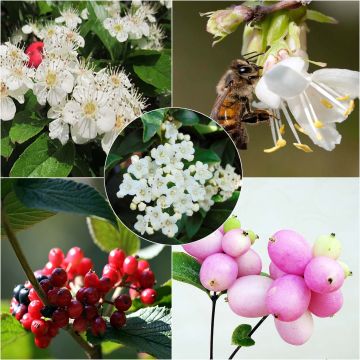 Kit de 5 metros para sebe ecológica para jardins pequenos