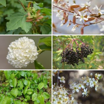 Kit Sebe Campestre Eco 2