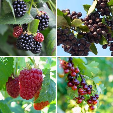 Kit Sebe Gourmet de Frutos Vermelhos 3/4m Kit Sebe Gourmet de Frutos Vermelhos 3/4m