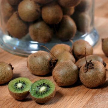 Kiwi Jenny autofértil - Actinidia deliciosa
