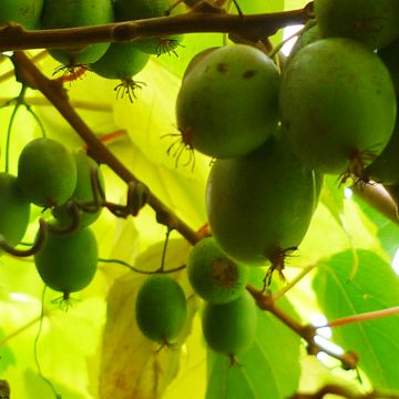 Kiwi Bayern fêmea - Actinidia arguta