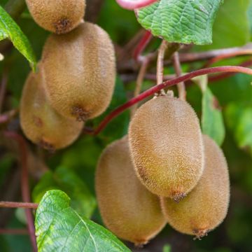 Kiwi Boskoop autofértil - Actinidia deliciosa