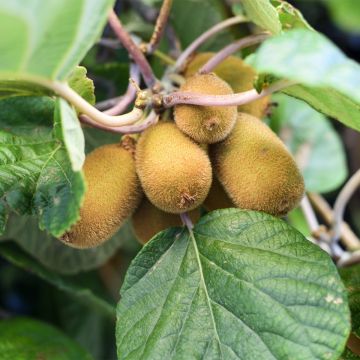 Kiwi Solo autofértil - Actinidia chinensis