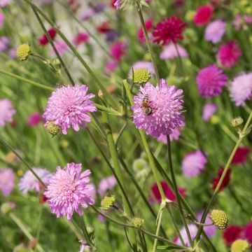 Knautia macedonica Melton Pastels