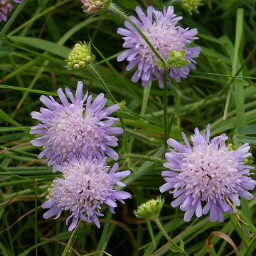 Knautia arvensis