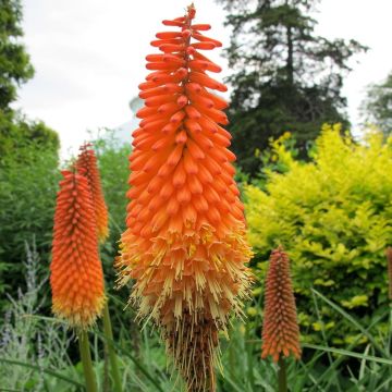 Kniphofia Alcazar