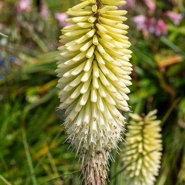 Kniphofia Ice Queen Kniphofia Ice Queen