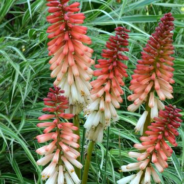 Kniphofia uvaria Orange Vanilla Popsicle