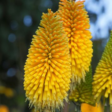 Kniphofia Percy's Pride Kniphofia Percy's Pride