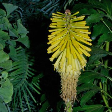 Kniphofia Percy's Pride