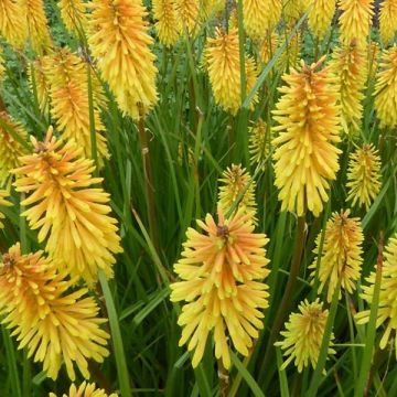 Kniphofia Wrexham Buttercup