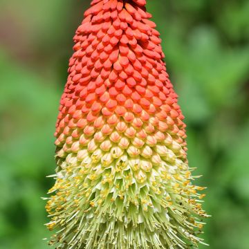 Kniphofia northiae