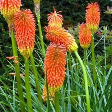 Kniphofia rooperi