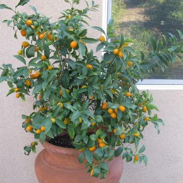 Kumquat Nagami