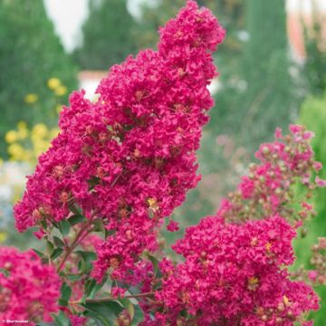 Árvore-de-júpiter Summer Charm Tonto - Lagerstroemia indica