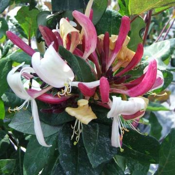 Madressilva-dos-bosques Caprilia Impérial - Lonicera periclymenum