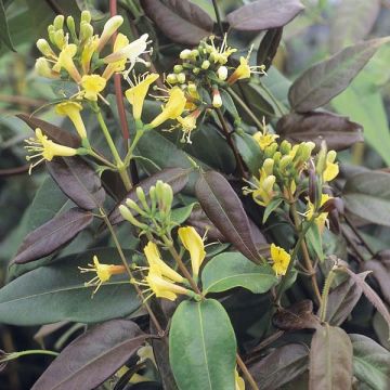 Lonicera henryi Copper Beauty
