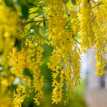 Laburnum anagyroides Laburnum anagyroides