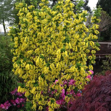 Laburnum anagyroides Sunspire Laburnum anagyroides Sunspire