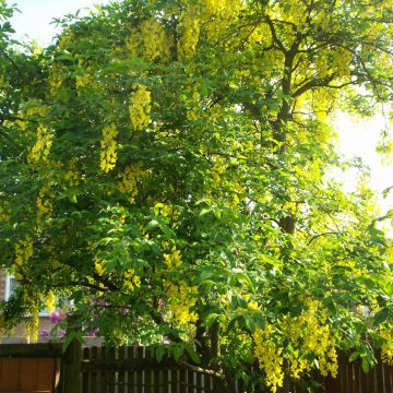 Laburnum watereri Vossii