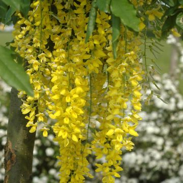 Laburnum watereri Vossii