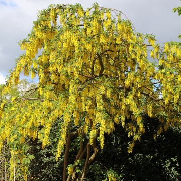 Laburnum anagyroides em sementes - Laburno