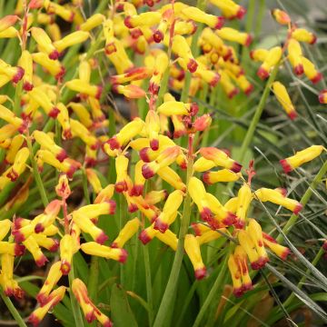 Lachenalia African Beauty ® Namakwa - Coucou du Cap